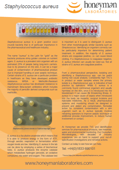 Staphylococcus aureus Slide, w.m.: Science Lab Microbiology Supplies:  : Industrial & Scientific