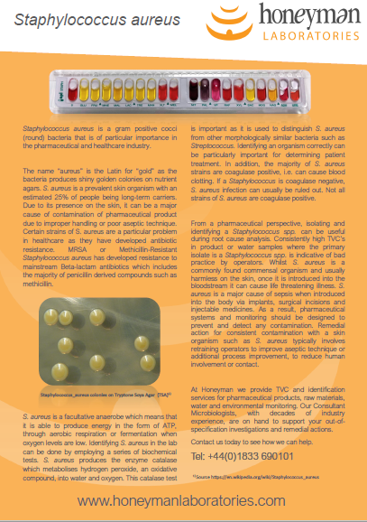 Staphylococcus aureus - Wikipedia